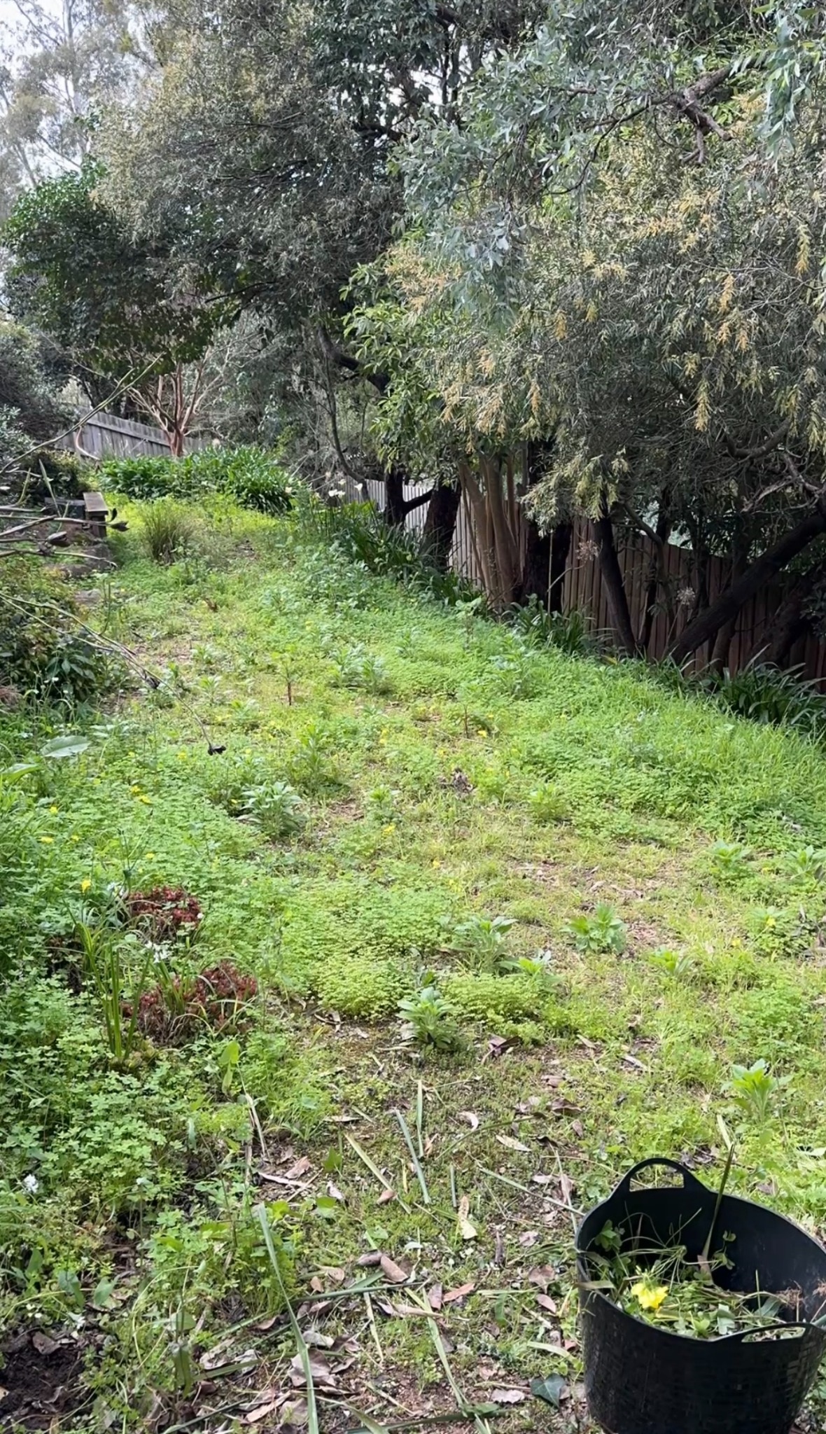 Overgrown garden before a Garden Girl Co clean-up